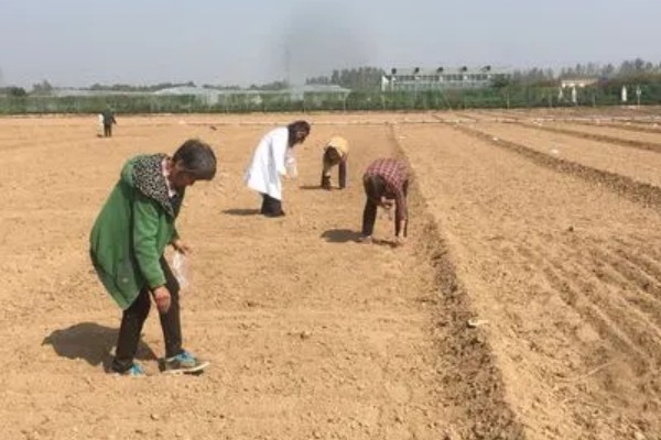 香菜11月份种植多久可收获，一般40-60天后就有收获