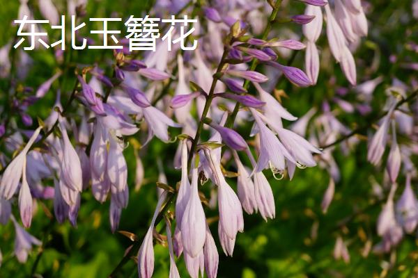 好看的玉簪有哪些，东北玉簪花、白羽玉簪花等品种比较美观