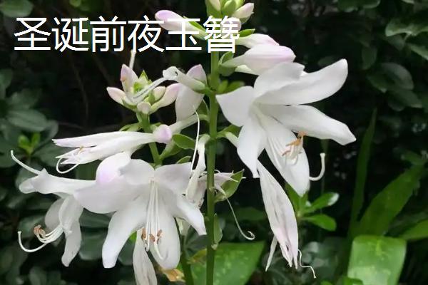 好看的玉簪有哪些，东北玉簪花、白羽玉簪花等品种比较美观