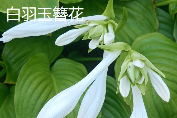 好看的玉簪有哪些，东北玉簪花、白羽玉簪花等品种比较美观
