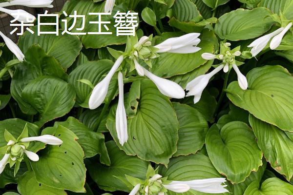好看的玉簪有哪些，东北玉簪花、白羽玉簪花等品种比较美观