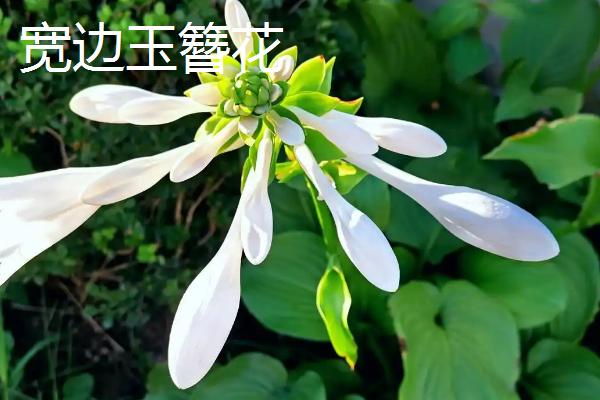 好看的玉簪有哪些，东北玉簪花、白羽玉簪花等品种比较美观
