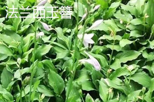 好看的玉簪有哪些，东北玉簪花、白羽玉簪花等品种比较美观