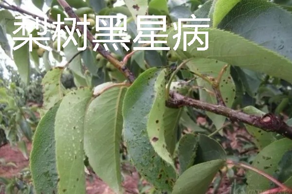 梨树病虫害有什么症状，不同病虫害的表现有明显区别