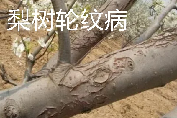 梨树病虫害有什么症状，不同病虫害的表现有明显区别