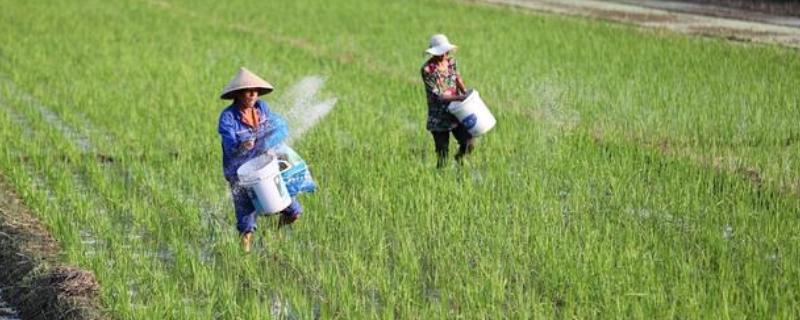 过量施肥有什么危害，会引发土壤性状恶化、环境污染等问题