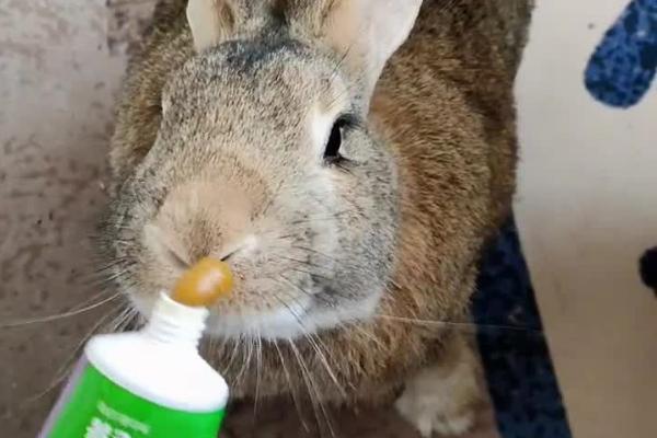兔子积食胀气的症状，具有停止进食、腹部越来越大等表现