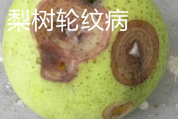 梨树病虫害有什么症状，不同病虫害的表现有明显区别