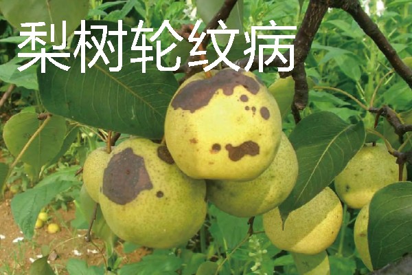 梨树病虫害有什么症状，不同病虫害的表现有明显区别