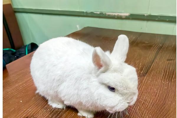 兔子积食胀气的症状，具有停止进食、腹部越来越大等表现