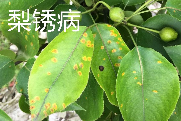 梨树病虫害有什么症状，不同病虫害的表现有明显区别