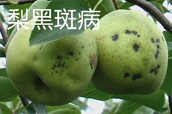 梨树病虫害有什么症状，不同病虫害的表现有明显区别