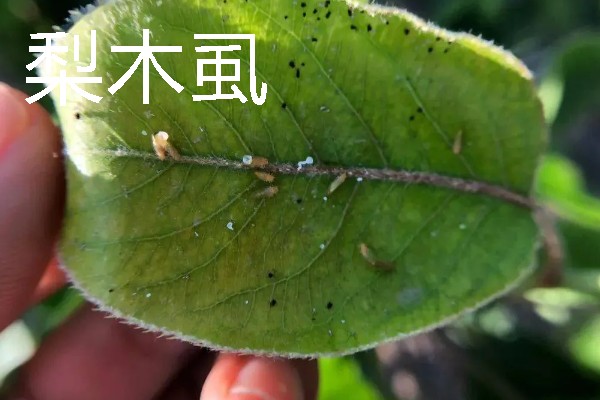梨树病虫害有什么症状，不同病虫害的表现有明显区别