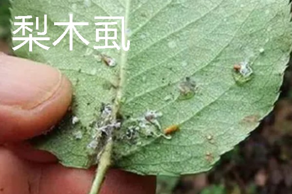 梨树病虫害有什么症状，不同病虫害的表现有明显区别