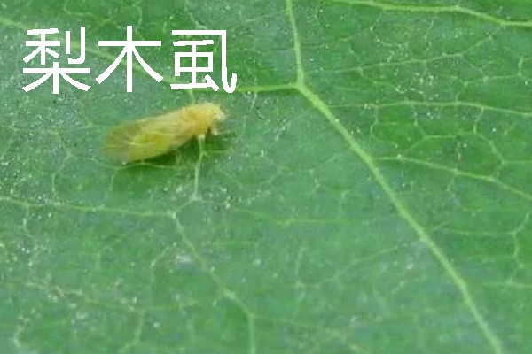 梨树病虫害有什么症状，不同病虫害的表现有明显区别