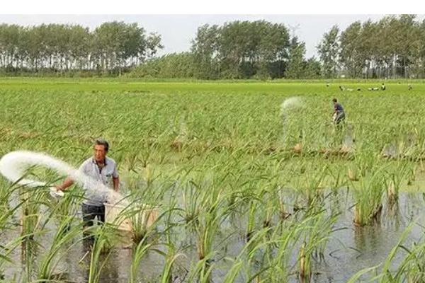 茭白的施肥方式，基肥可亩施农家肥1000公斤