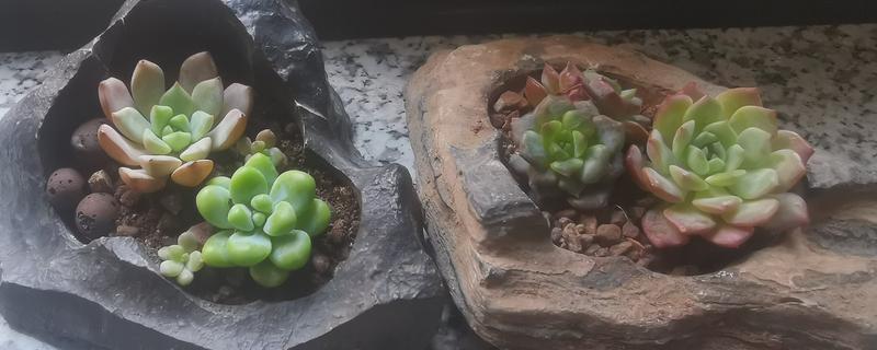 冬天养殖多肉的方法，要让植株接受全日照