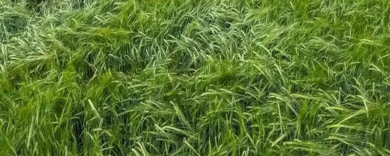 饲料育种的简介,指牧草等饲料作物的育种