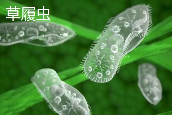 有哪些无性繁殖的动物，有草履虫、水母等