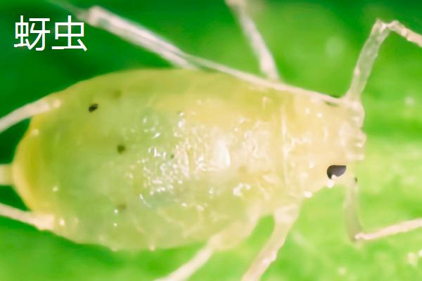 有哪些无性繁殖的动物，有草履虫、水母等