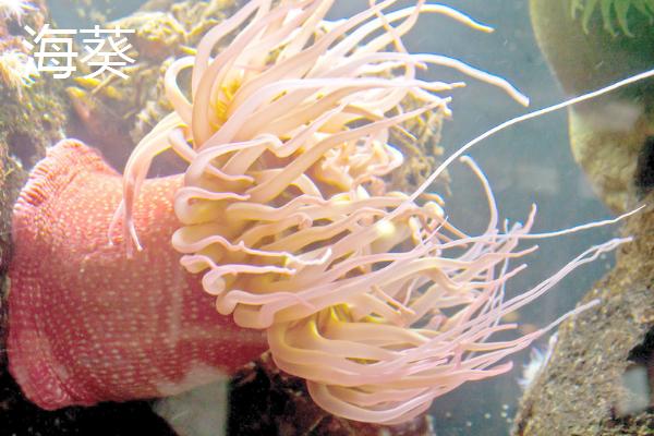 有哪些无性繁殖的动物，有草履虫、水母等