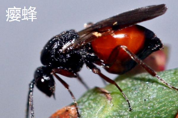 有哪些无性繁殖的动物，有草履虫、水母等