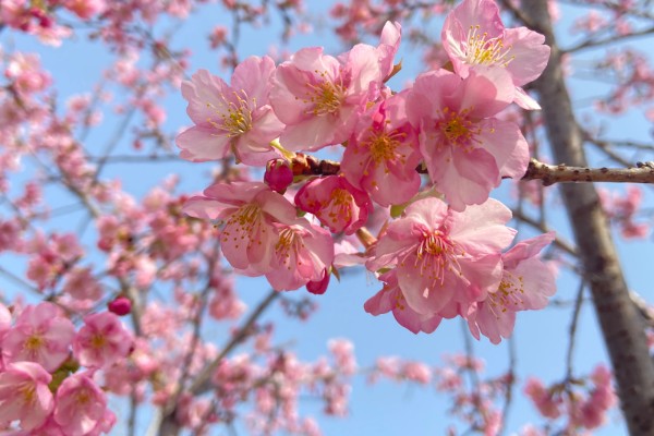 樱花开花以及枯萎的时间，3-4月开花5月凋谢