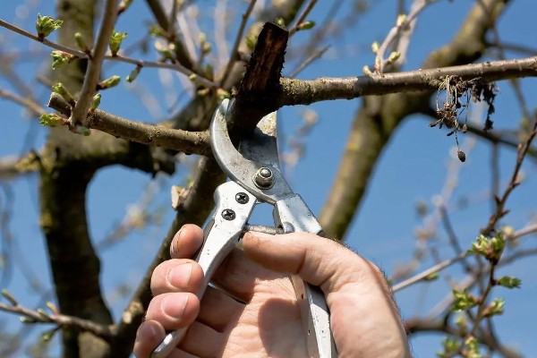 樱花开花以及枯萎的时间，3-4月开花5月凋谢