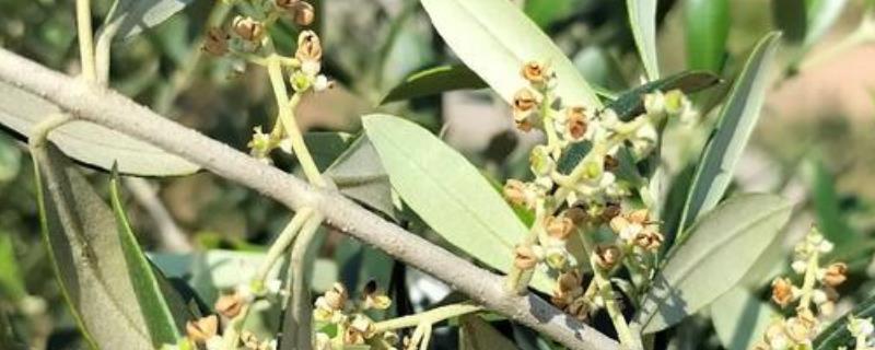 橄榄花常见病虫害与防治方法，常见的有炭疽病、蚧壳虫等