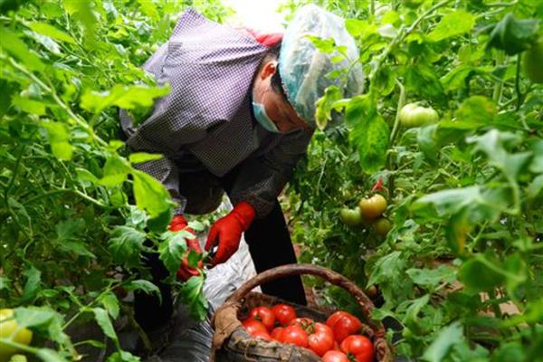 西红柿的上市季节，露天种植常在夏季收获上市