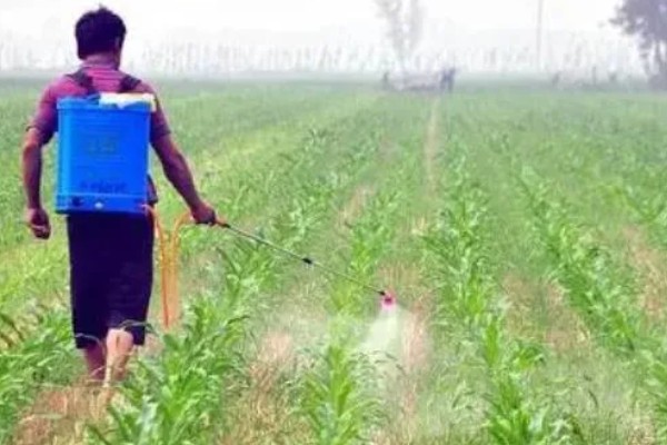 玉米生喂与熟喂有什么区别，吸收和利用率均不同