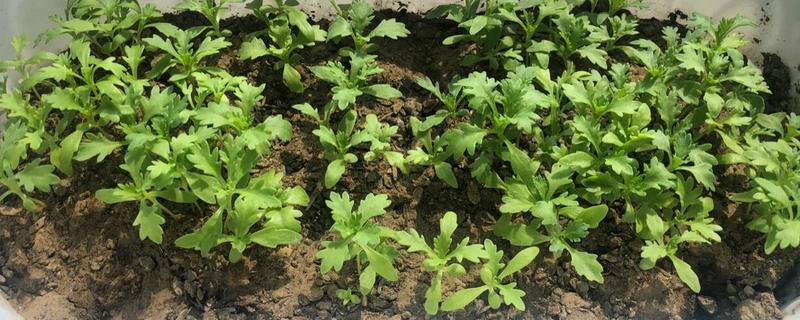 雏菊的播种时间，8-9月份播种最佳