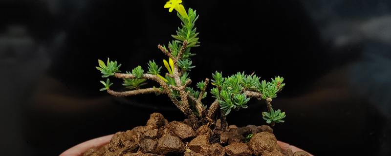 橙花瑞香难养吗，养殖难度并不高