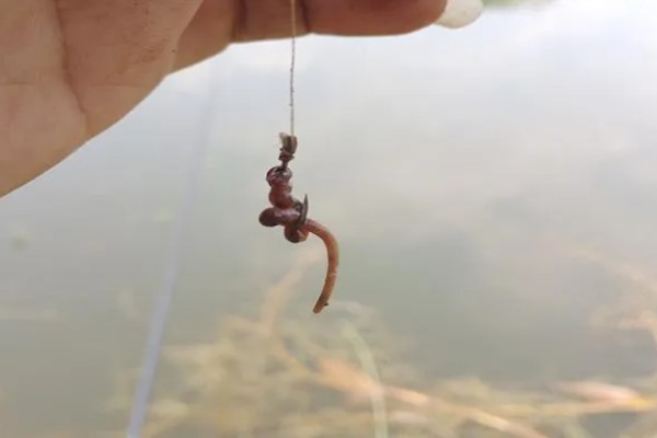 用蚯蚓钓鱼怎样上鱼快，一定要提前打好窝子
