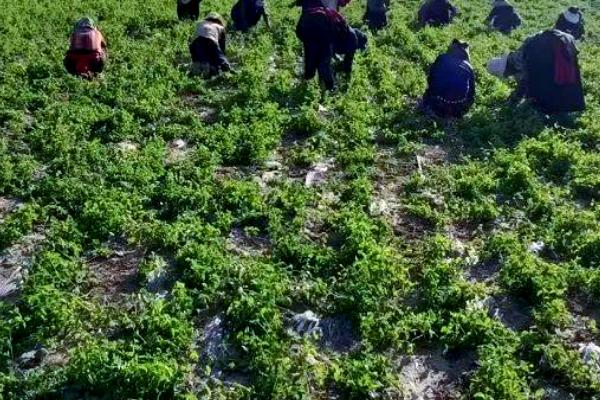 党参苗期立枯病怎么防治，播种前用多菌灵等药物拌种