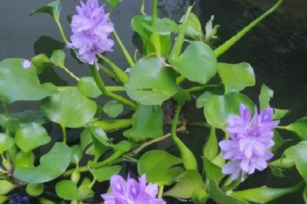水葫芦有什么作用，可当作肥料、用来观赏
