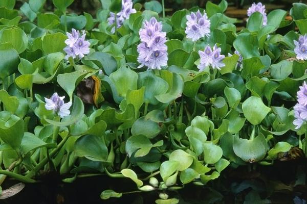 水葫芦有什么作用，可当作肥料、用来观赏