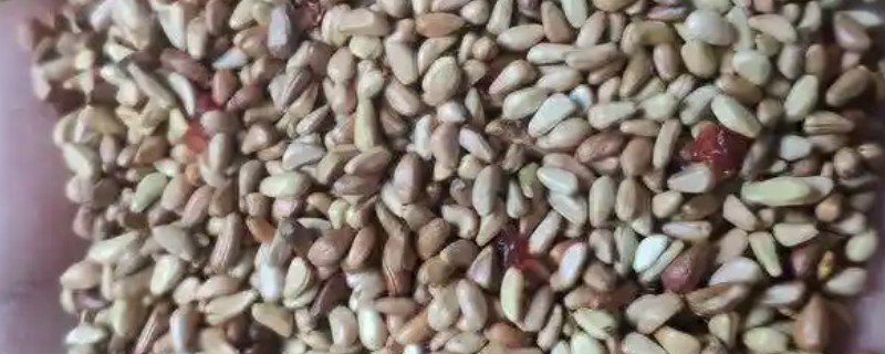 蔷薇花种子的种植时间，春季的3-4月份种植为佳