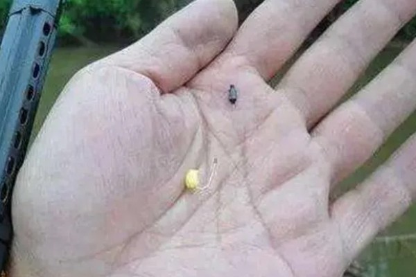 春季适合钓鱼的气压，以990-1005百帕为宜