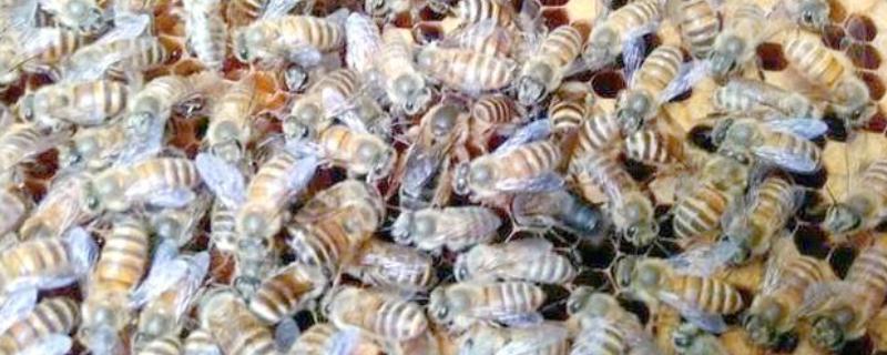 介王多久不围王才算成功，1-2小时不围王算成功