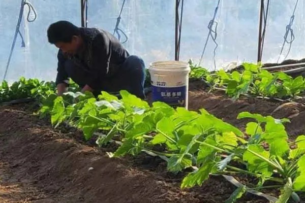 过量施肥有什么危害，会引发土壤性状恶化、环境污染等问题
