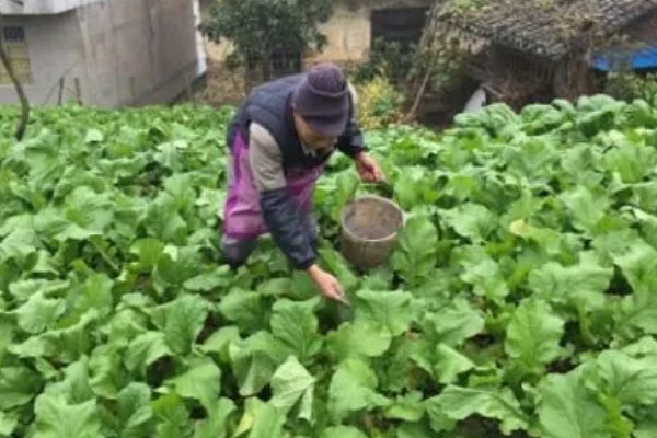 过量施肥有什么危害，会引发土壤性状恶化、环境污染等问题