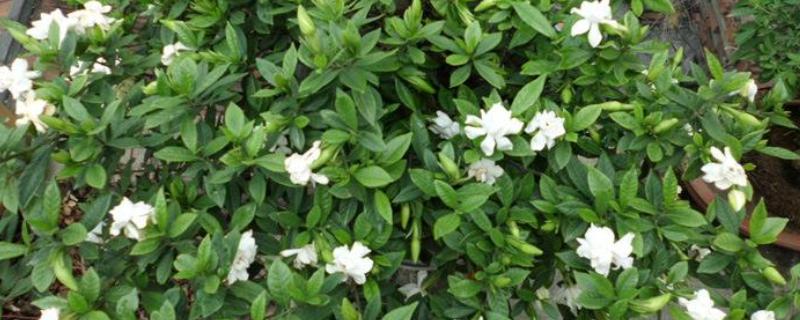 小叶栀子盆栽怎么养殖，4-6月份每隔半个月追肥一次