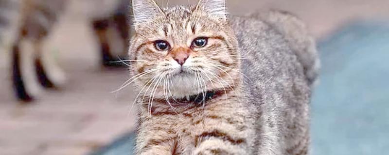 猫过敏性皮炎的症状，常表现为红肿瘙痒、掉毛等