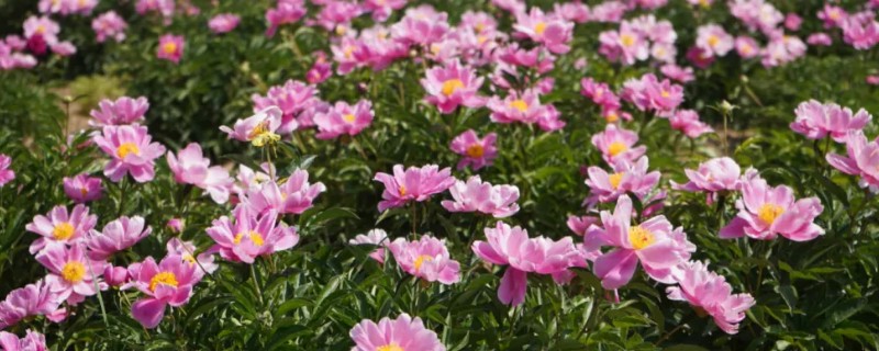 芍药花移栽要不要露花芽，移栽不可露花