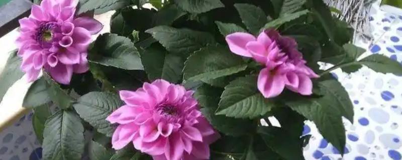 大丽花度夏方法，高温期间每天喷水2-3次