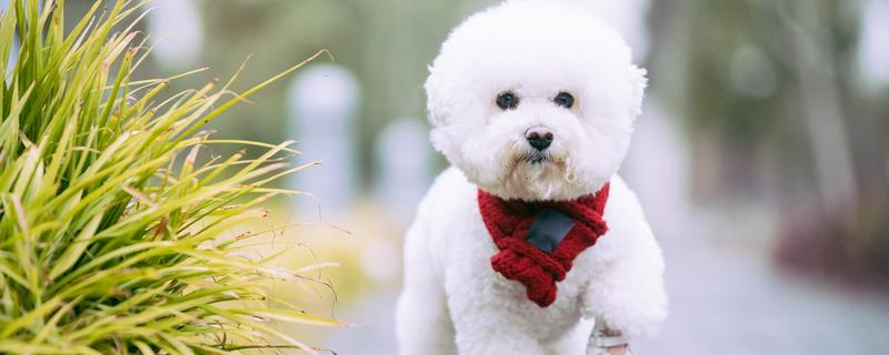 比熊犬的价格，价格根据大小和纯度的不同而不同