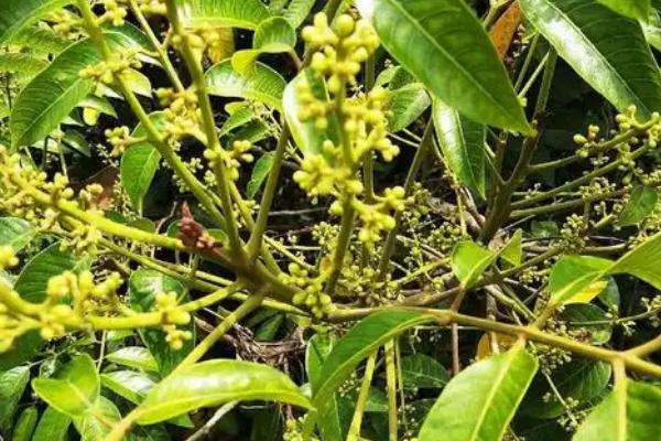 橄榄花常见病虫害与防治方法，常见的有炭疽病、蚧壳虫等