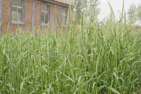 饲料育种的简介,指牧草等饲料作物的育种