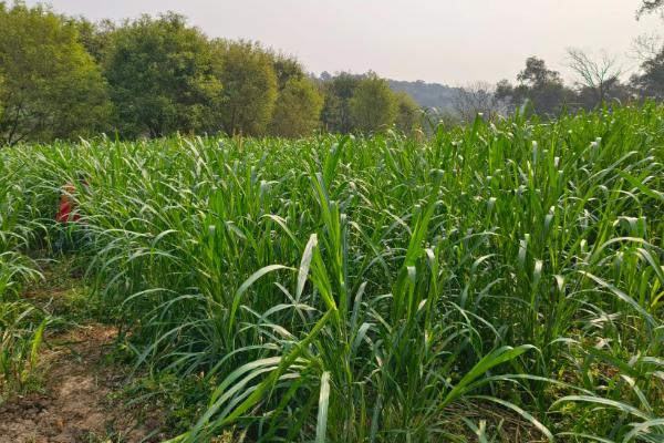 饲料育种的简介,指牧草等饲料作物的育种